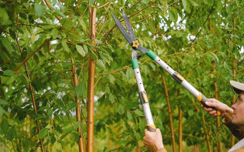 Tree trimming in Snowville, UT